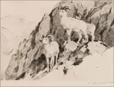 Carl Rungius, Dall Sheep, Drypoint Etching