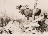 Carl Rungius, Alaskan Wilderness, Drypoint Etching