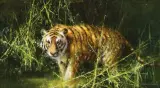 David Shepherd, Tiger, Oil on canvas