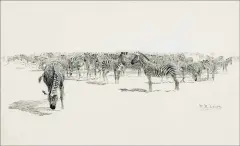 William Robinson Leigh, Frontiers of Enchantment – Zebras, Pen & Ink