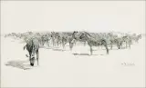 William Robinson Leigh, Frontiers of Enchantment – Zebras, Pen & Ink