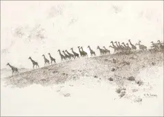 William Robinson Leigh, Frontiers of Enchantment – Giraffes, Pen & Ink