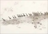 William Robinson Leigh, Frontiers of Enchantment – Giraffes, Pen & Ink