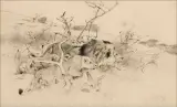 Wilhelm Kuhnert, Crouching Lion & Lioness, Graphite
