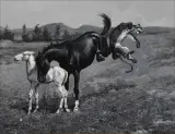Frederic Remington, The Mare Protects Her Colt, Oil on board