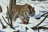 Steve Burgess, An Icy Stare