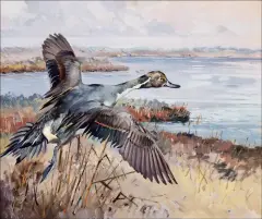 Pintail Going Out by George Browne, Oil on canvas, sold Apr 2021