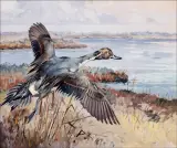 George Browne, Pintail Going Out, Oil on canvas