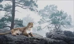 Daniel Smith, Mountain Lion in the Mist, Acrylic