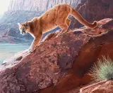 Daniel Smith, Red Rock Cougar, Oil on board