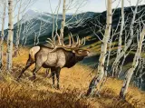 James Morgan, Elk, Oil on board