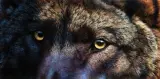 Bonnie Marris, Hypnotist the Black Wolf