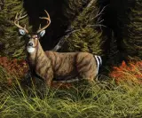 Trevor Swanson, Mule Deer, Oil on board