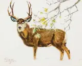 Robert Lougheed, Stag