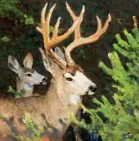 Mulies in Spruce Thicket by Bob Kuhn, Acrylic on board, sold Apr 2022