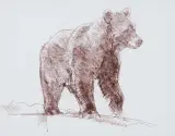 Bob Kuhn, Bear Drawing, Cante Crayon