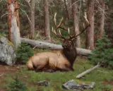 Tucker Smith, Deep Timber, Oil on canvas