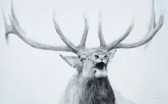 Robert Bateman, Bugling Elk at Mammoth, Graphite Pencil on Canvas