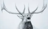 Robert Bateman, Bugling Elk at Mammoth