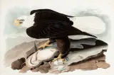 John James Audubon, White Headed Eagle