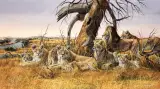Gary Swanson, Migration at the Mara