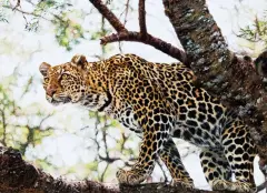 Simon Combes, Yellow Eyed Stare, Oil on canvas