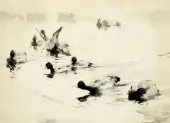 Ducks by Frank Weston Benson, Pen and Ink Wash, sold Apr 2022