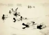 Frank Weston Benson, Ducks