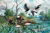 Harry Curieux Adamson, Ballet –Black-Bellied Whistling Ducks, Oil on canvas