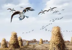 David Maass, Canada Geese Coming in for a Landing, Oil on board