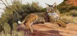 Ken Carlson, Desert Dweller – Bobcat