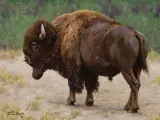 Tucker Smith, Bull Bison, Oil on canvas