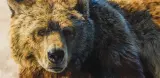 Bonnie Marris, Big Griz, Oil on canvas