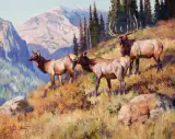 Jim Norton, Elk in the High Country, Oil on canvas