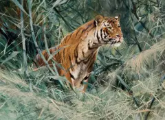 Wilhelm Kuhnert, Tiger, Mixed Media
