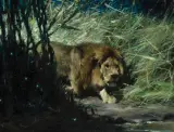 Wilhelm Kuhnert, Lowe Zieht zur Tranke (Lion), Oil on canvas