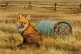 Nancy Glazier, Blue Barrel Fox II, Oil on board
