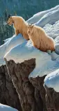Steve Burgess, Living on the Edge