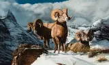 Gary Swanson, Rocky Mountain Bighorn, Oil on canvas
