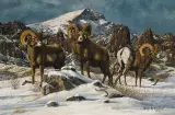 Gary Swanson, North Fork Rams, Oil on canvas