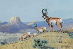 Les Kouba, Pronghorns Working the Ridge, Watercolor