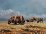 Bonnie Marris, Roaming Free, Oil on canvas