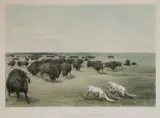 George Catlin, Buffalo Hunt, Under the White Wolf Skin, Lithograph