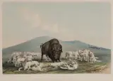 George Catlin, Buffalo Hunt, White Wolves Attacking a Buffalo Bull, Lithograph