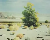 Jimmy Swinnerton, Desert
