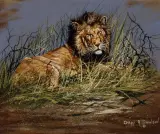 Gary Swanson, Lion, Oil on board
