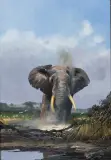 Michael Coleman, Bull Elephant, Oil on board