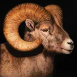 Ray Hare, Big Horn, Oil on canvas