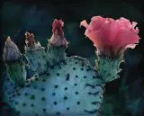 Ray Hare, Second Bloom, Oil on canvas