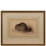 Edward Lear, Holloway, 1812 - Sanremo, 1888 / Mus Decumanus / Firmato E Lear e datato July 26 1832 in basso a sinistra